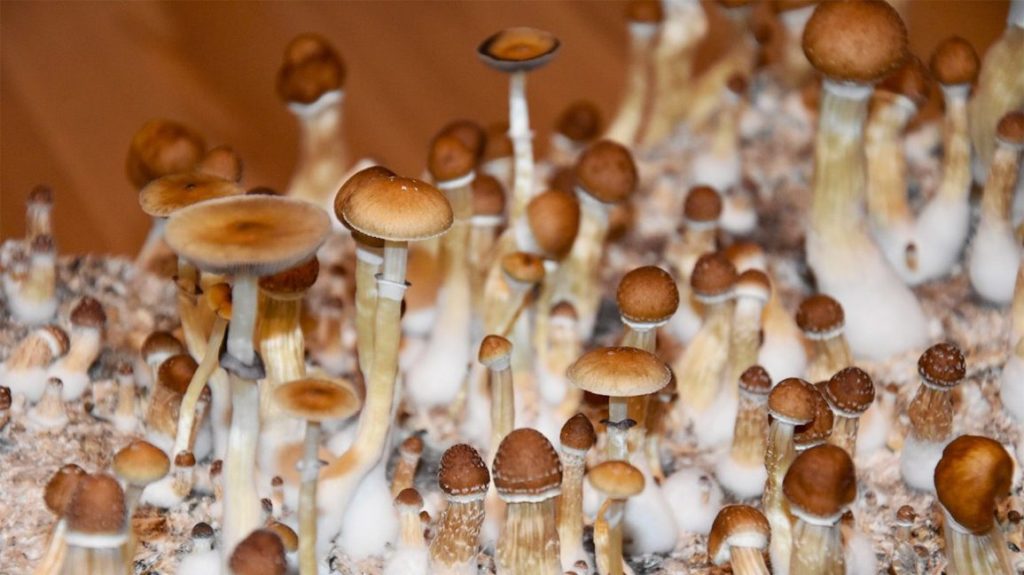 types of magic mushrooms in Australia