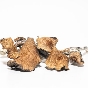 Magic Mushrooms For Sale